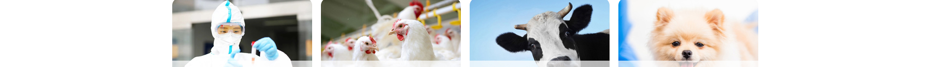 新型冠狀病毒快速診斷